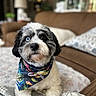 animal, bandana, blanket, blue_eye, brown_eye, comfort, couch, cozy, curious, cute, decor, dog, fur, heterochromia, home, indoor, living_room, pet, portrait, small_dog