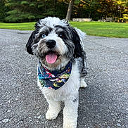 Willie joined the competition — help win amazing prizes! dog, canine, pet, fluffy, blue_eye, brown_eye, bandana, tongue_out, outdoor, park, gravel_path, greenery, trees, sunlight, happy, cute, animal, walking, summer, nature