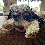 Willie joined the competition — help win amazing prizes! animal, black_and_white, close_up, companion, couch, cozy, curtains, cute, dog, fluffy, fur, furniture, home_decor, indoor, living_room, paws, pet, portrait, relaxed, window