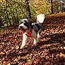 Willie joined the competition — help win amazing prizes! autumn, canine, daylight, dog, fall, forest, fur, happy, harness, leaves, nature, outdoor, pet, playful, seasonal, sunlight, tongue, trail, trees, walk