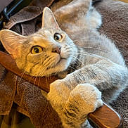 Mia is registered to the contest to win money with this photo: cat, yellow_eyes, feline, fur, whiskers, paw, claw, wooden_armrest, chair, towel, indoor, window, curious, pet, animal, relaxed, brown, cozy, looking_up, clinging