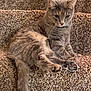 cat, gray_tabby, stairs, carpet, pet, animal, feline, sitting, relaxed, indoor, whiskers, tail, paws, fur, cute, domestic_animal, mammal, looking_down, resting, curious