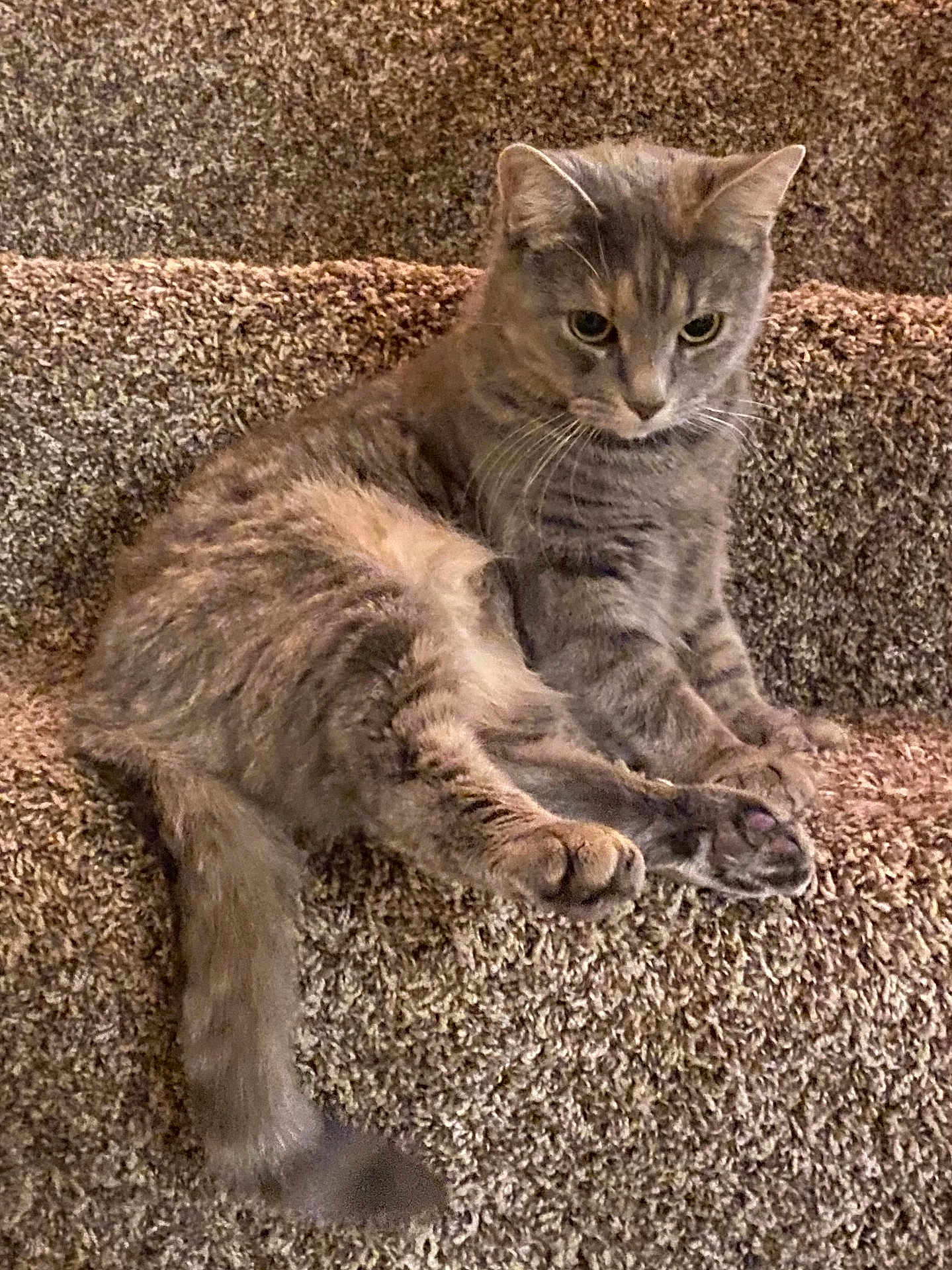 Mia joined the competition — help win amazing prizes! cat, gray_tabby, stairs, carpet, pet, animal, feline, sitting, relaxed, indoor, whiskers, tail, paws, fur, cute, domestic_animal, mammal, looking_down, resting, curious