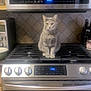 Mia is registered to the contest to win money with this photo: cat, gray_cat, kitchen, stove, oven, appliance, gas_stove, tile_backdrop, kitchen_utensils, knife_block, microwave, countertop, bowl, indoor, pet, animal, domestic, sitting, still_life, household