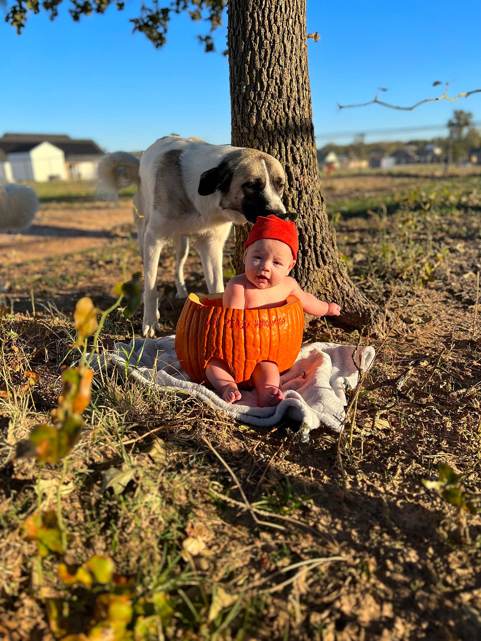 Sebastian is registered to the contest to win money with this photo: adaptation, agriculture, carnivore, companion_dog, dog, dog_breed, fawn, field, grass, happy, hat, headwear, landscape, people_in_nature, person, plant, pumpkin, rural_area, sky, tree