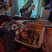 Jinx joined the competition — help win amazing prizes! cat, tabby_cat, suitcase, bed, blanket, indoor, window, vertical_blinds, chair, clothes, fan, air_conditioner, room, furniture, curious, pet, animal, relaxing, daylight, cozy