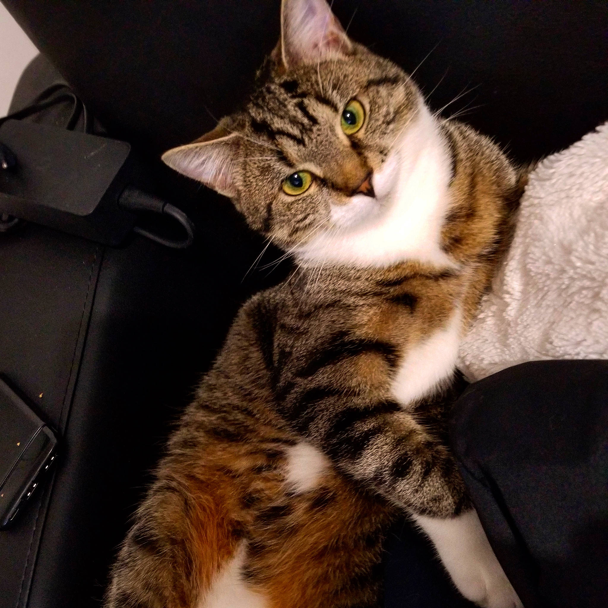 Saona participe au concours pour gagner de l'argent avec cette photo : bag, carnivore, cat, claw, comfort, domestic_short_haired_cat, felidae, fur, paw, small_to_medium_sized_cats, snout, tail, terrestrial_animal, whiskers