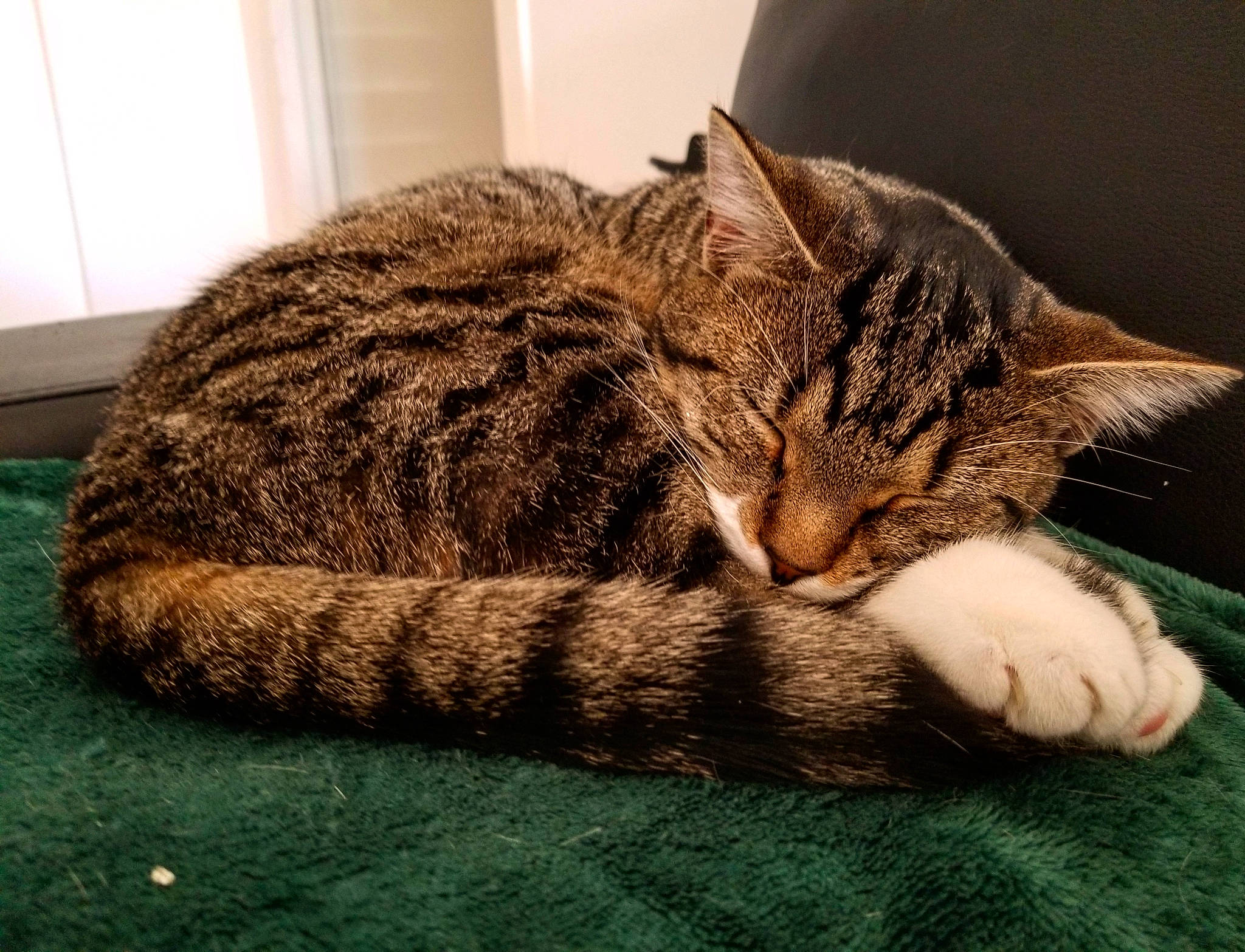 Saona a rejoint le concours — aidez-le/la à gagner de superbes lots ! carnivore, cat, cat_supply, claw, comfort, domestic_short_haired_cat, felidae, fur, grass, nap, paw, sleep, small_to_medium_sized_cats, snout, terrestrial_animal, vertebrate, whiskers