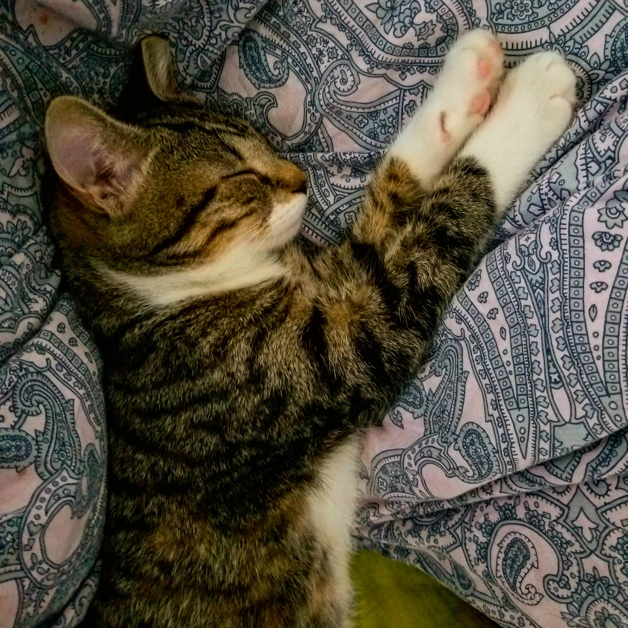 Saona participe au concours pour gagner de l'argent avec cette photo : carnivore, cat, claw, comfort, domestic_short_haired_cat, felidae, fur, gesture, human_leg, mammal, military_camouflage, nail, pattern, paw, small_to_medium_sized_cats, snout, tail, terrestrial_animal, tree, whiskers