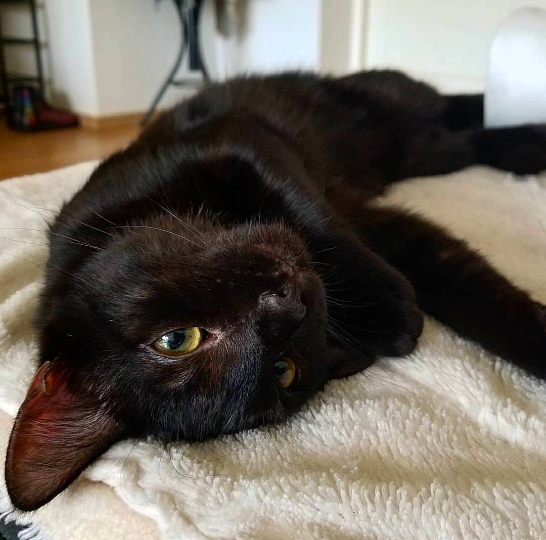 Sherlock a rejoint le concours — aidez-le/la à gagner de superbes lots ! black_cat, bombay, carnivore, cat, claw, comfort, dog_breed, domestic_short_haired_cat, felidae, fur, liver, nap, paw, sleep, small_to_medium_sized_cats, snout, sporting_group, tail, terrestrial_animal, whiskers