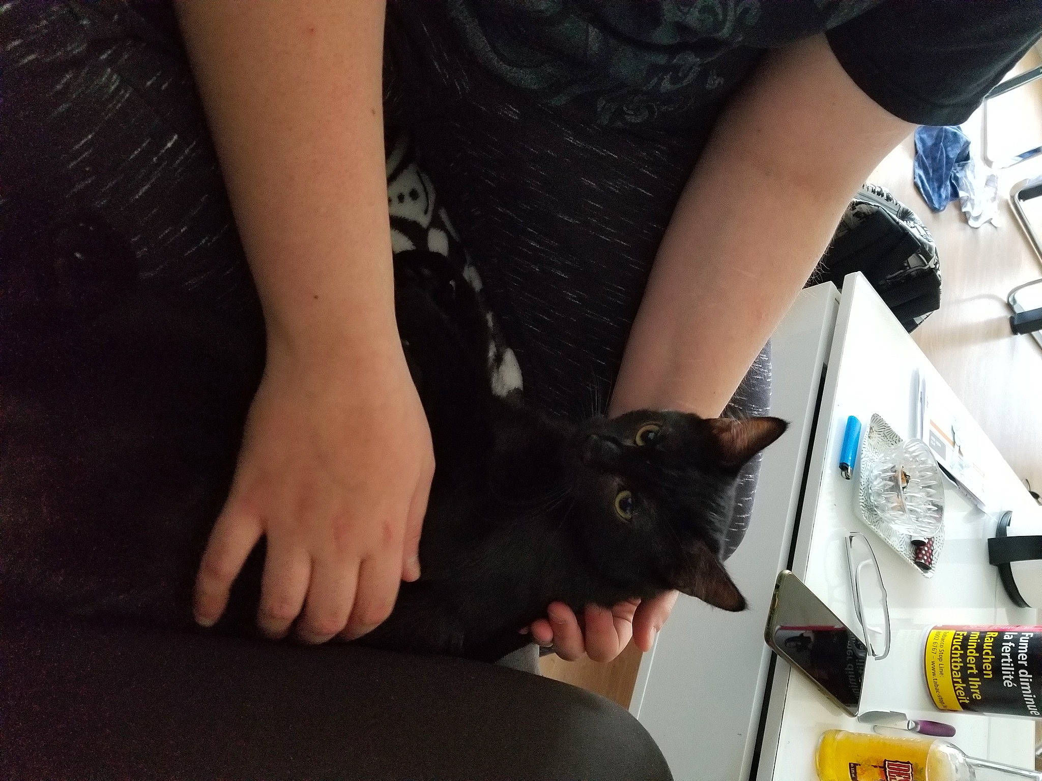 Sherlock participe au concours pour gagner de l'argent avec cette photo : arm, carnivore, cat, comfort, elbow, felidae, finger, foot, gesture, hand, human_leg, knee, lap, leg, nail, small_to_medium_sized_cats, thigh, whiskers, wrist, yellow