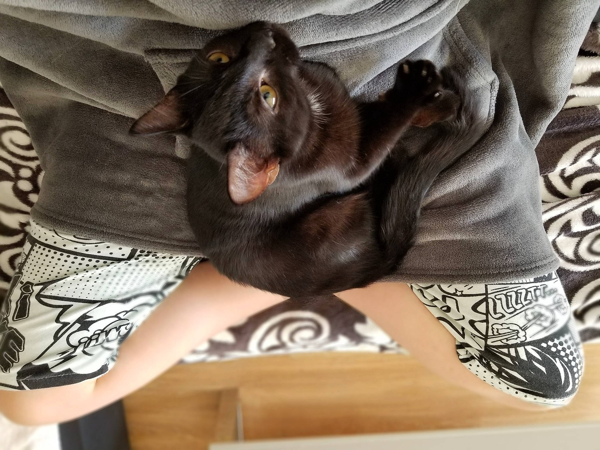 Sherlock participe au concours pour gagner de l'argent avec cette photo : carnivore, comfort, companion_dog, elbow, felidae, foot, gesture, grey, human_leg, joint, knee, nail, paw, sleeve, small_to_medium_sized_cats, temporary_tattoo, thigh, toe, whiskers, wrist