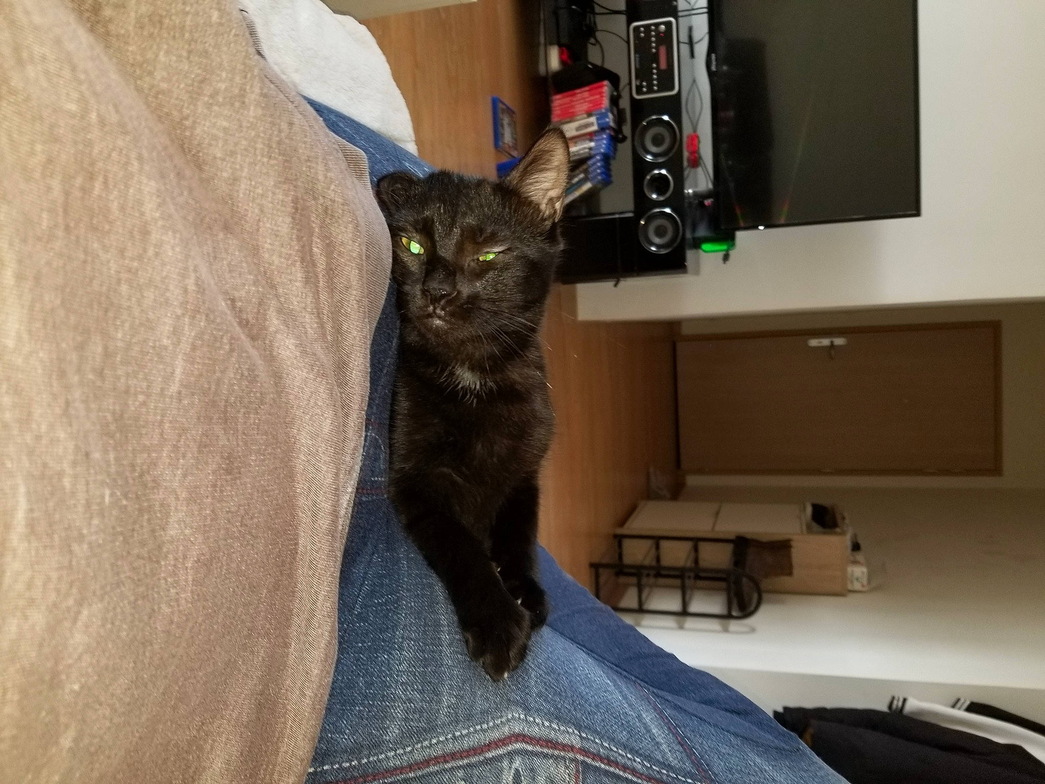 Sherlock participe au concours pour gagner de l'argent avec cette photo : black_cat, box, cabinetry, carnivore, cat, comfort, domestic_short_haired_cat, felidae, fur, home_appliance, printer_tray, shelf, shelving, small_to_medium_sized_cats, table, tail, television, television_set, whiskers, wood