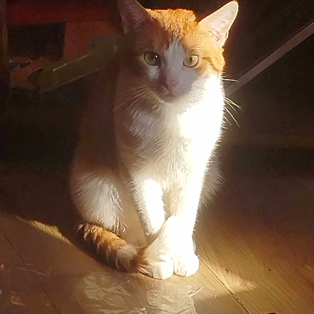 Saphir a rejoint le concours — aidez-le/la à gagner de superbes lots ! animal, cat, chair, diningtable, face, furniture, hardwood, head, indoors, kitten, lighting, manx, person, pet, photography, plywood, portrait, slate, table, wood