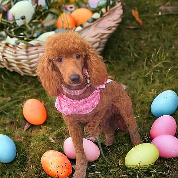 Bonnie