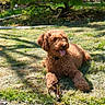 Bonnie is registered to the contest to win money with this photo: dog, brown_dog, grass, stick, sunlight, outdoor, pet, animal, fence, bush, greenery, relaxing, tongue_out, curly_fur, nature, yard, summer, daytime, shadow, playful