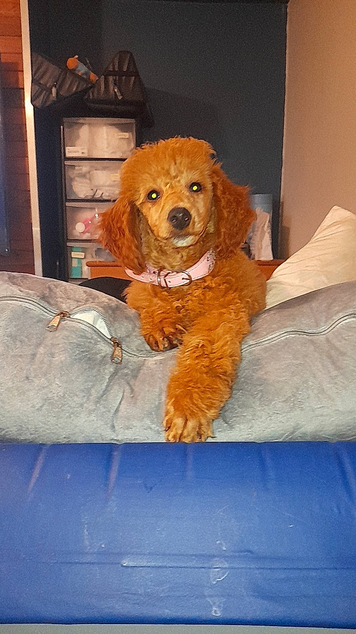 Bonnie joined the competition — help win amazing prizes! canidae, carnivore, chair, comfort, companion_dog, dog, dog_breed, door, fawn, fur, liver, room, snout, sporting_group, toy, toy_dog, wood, working_animal