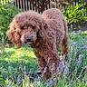 Bonnie joined the competition — help win amazing prizes! dog, poodle, brown, curly_fur, garden, grass, flowers, tree, sunlight, outdoor, pet, nature, greenery, fence, canine, animal, portrait, summer, daylight, cute
