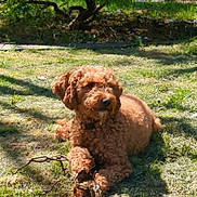 Bonnie joined the competition — help win amazing prizes! dog, brown_dog, curly_fur, grass, tree, sunlight, garden, outdoor, pet, canine, stick, shade, nature, animal, relaxing, summer, daylight, fur, paw, playful