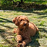 dog, brown_dog, curly_fur, grass, tree, sunlight, garden, outdoor, pet, canine, stick, shade, nature, animal, relaxing, summer, daylight, fur, paw, playful