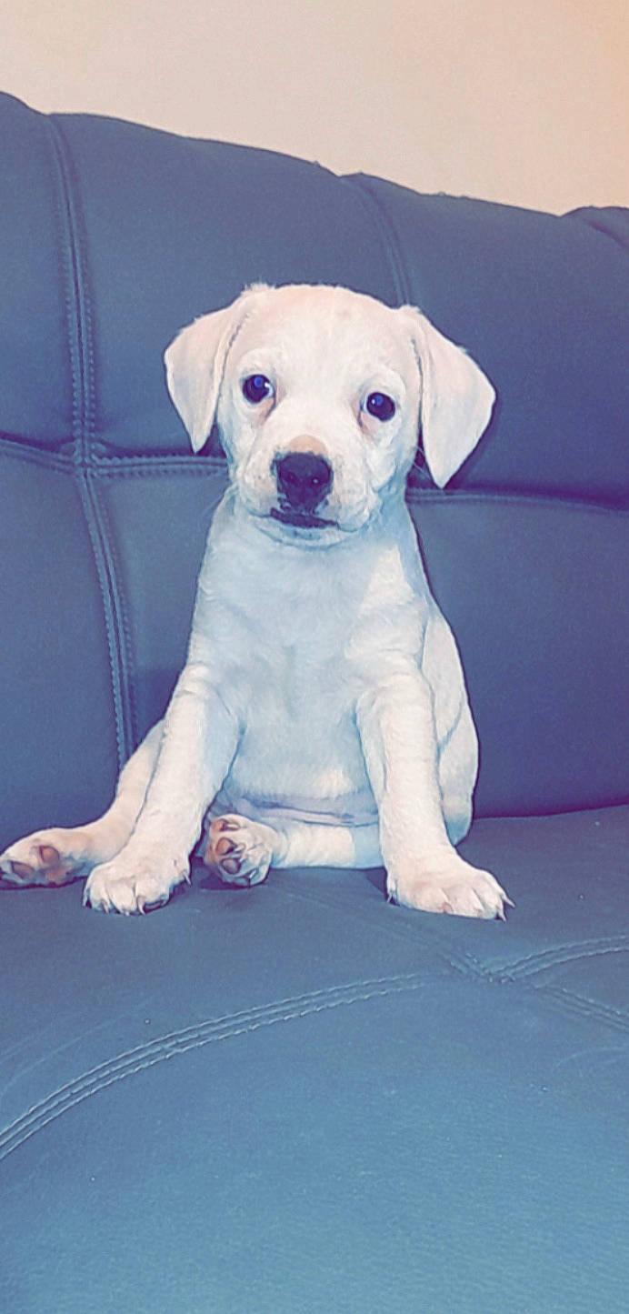 Buster