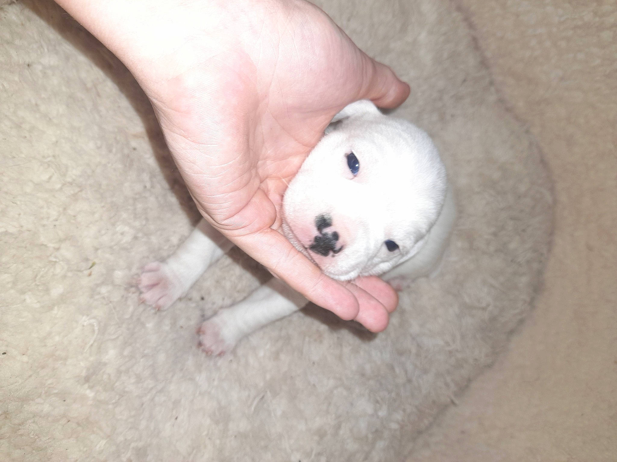 Buster is registered to the contest to win money with this photo: canidae, carnivore, comfort, companion_dog, dog_breed, fawn, finger, foot, fur, mouse, muroidea, nail, non_sporting_group, paw, rodent, snout, sporting_group, terrestrial_animal, whiskers, working_animal