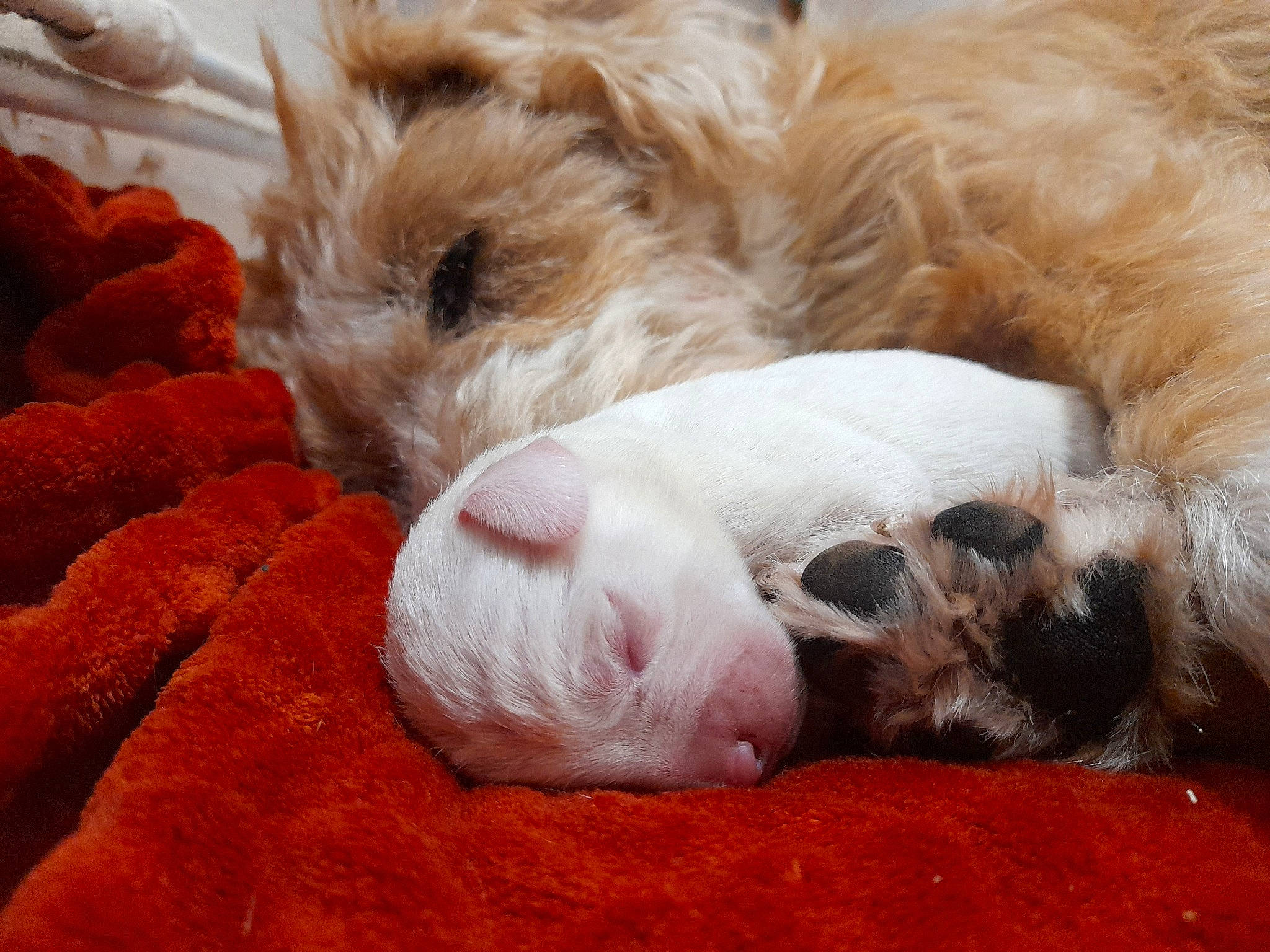 Buster is registered to the contest to win money with this photo: canidae, carnivore, comfort, companion_dog, dog, dog_breed, fawn, fur, linens, liver, nap, paw, sleep, small_terrier, snout, sporting_group, terrier, toy_dog, wool, working_animal