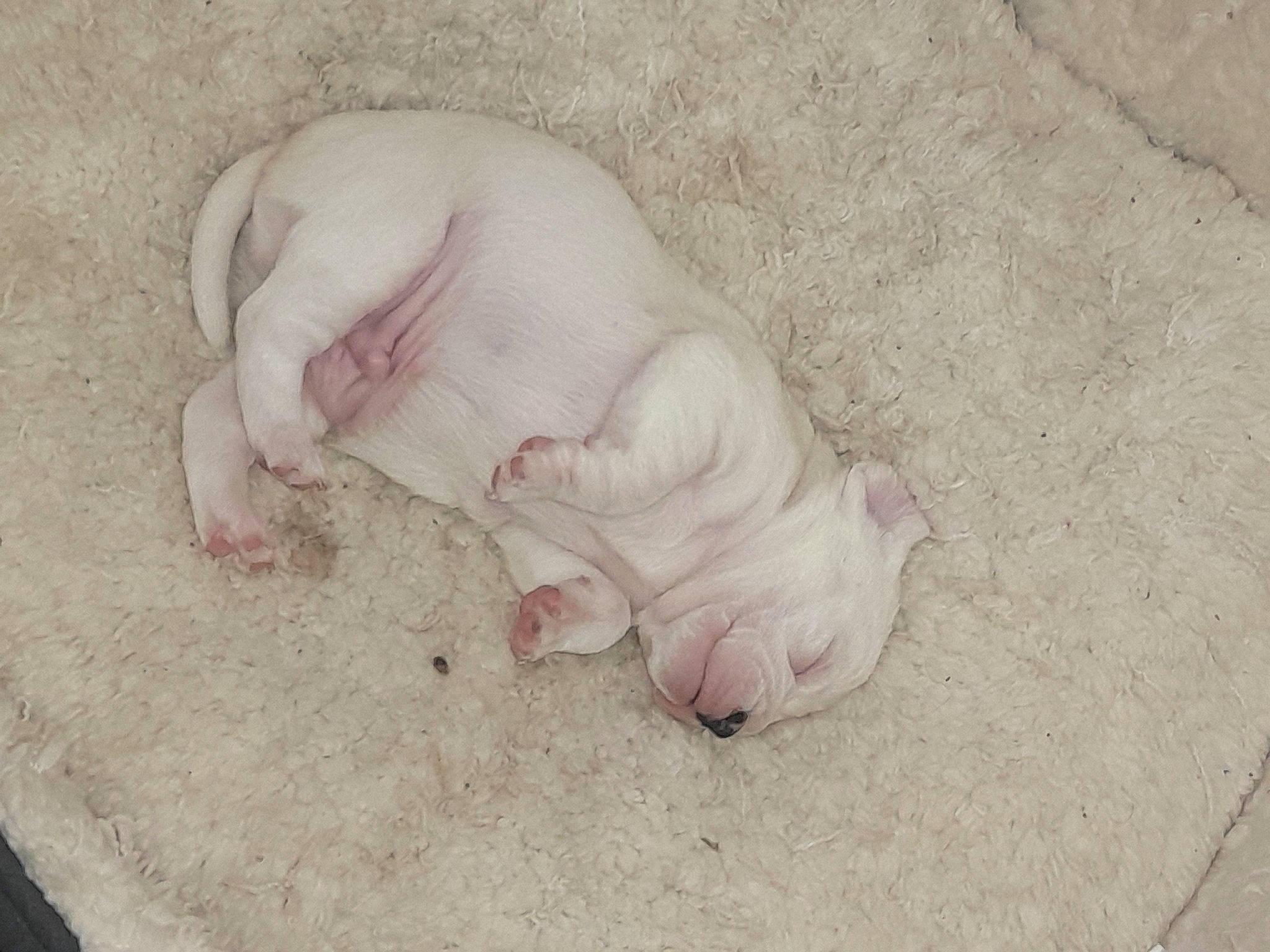 Buster is registered to the contest to win money with this photo: baby, canidae, carnivore, comfort, dog_breed, domestic_pig, fawn, felidae, fur, ingredient, linens, nap, non_sporting_group, paw, sleep, snout, suidae, tail
