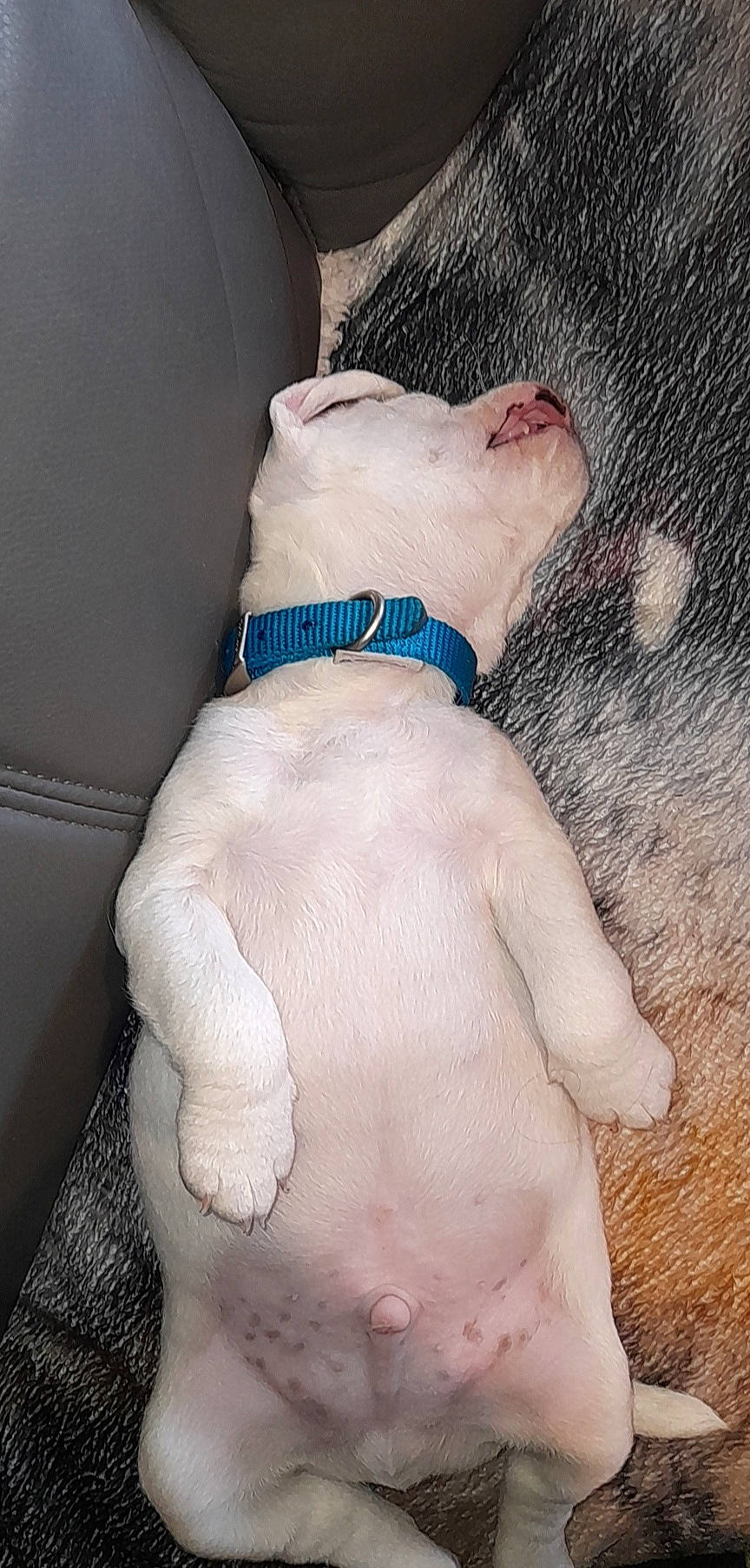 Buster is registered to the contest to win money with this photo: barechested, canidae, carnivore, collar, companion_dog, dog, dog_breed, dog_collar, dog_supply, electric_blue, fashion_accessory, fawn, human_leg, pet_supply, snout, sporting_group, sunglasses, tie, watch, working_animal