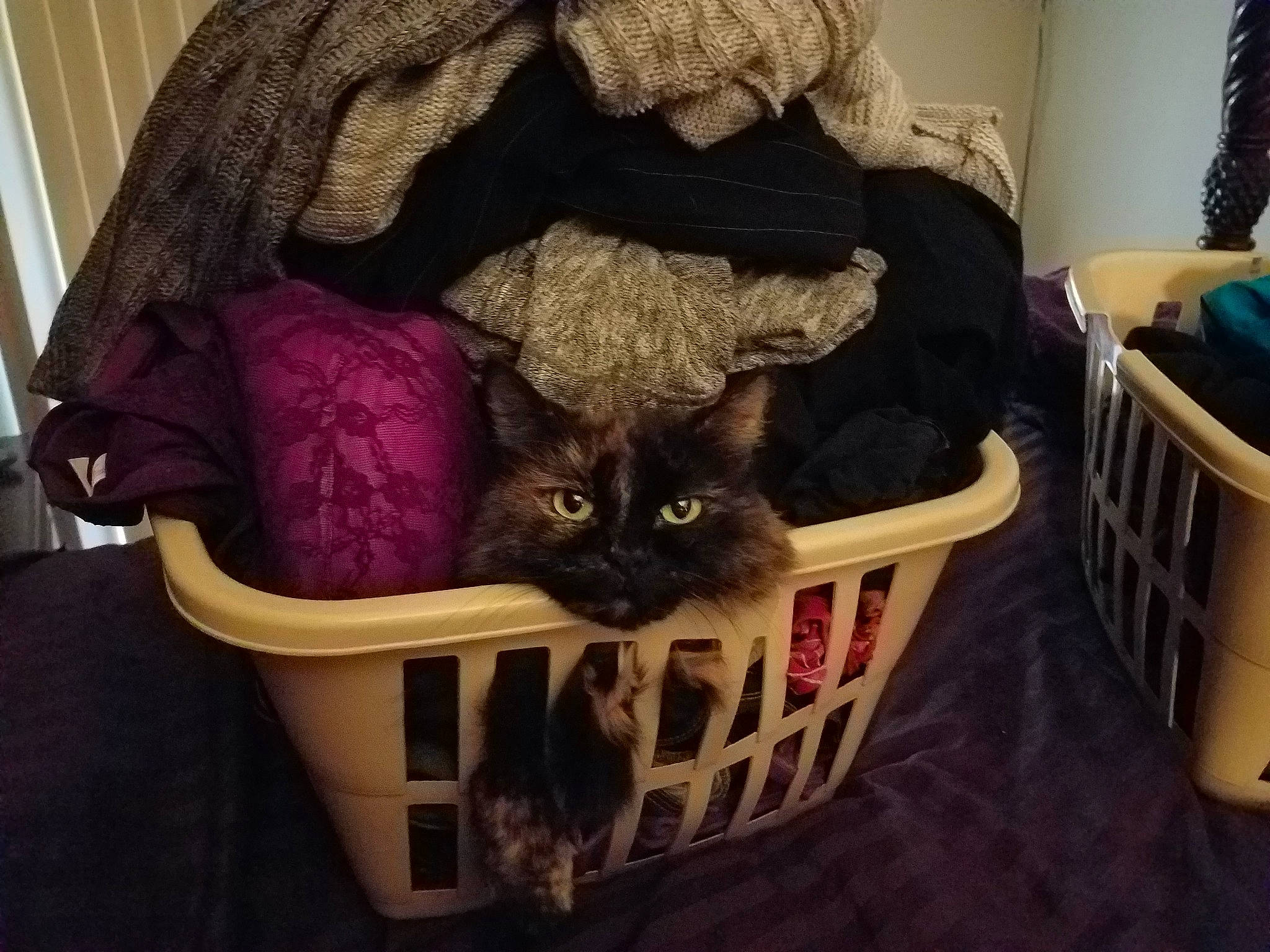 Diva joined the competition — help win amazing prizes! bag, carnivore, cat, cat_supply, chair, comfort, couch, domestic_short_haired_cat, fawn, felidae, fur, hardwood, luggage_and_bags, pet_supply, plant, room, small_to_medium_sized_cats, tail, whiskers, wood