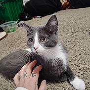 Slate Dawg joined the competition — help win amazing prizes! cat, kitten, gray_cat, white_paws, pet, carpet, hand, tattoos, indoor, curious, feline, animal, cute, young_cat, whiskers, ears, floor, relaxed, closeup, domestic_cat
