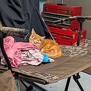 Charlotte is registered to the contest to win money with this photo: animal, blue_toy, cat, chair, clothing, cozy, cute, folding_chair, fur, garage, indoor, kitten, orange_cat, pet, pink_clothes, red_toolbox, resting, sleeping, toolbox, warning_sticker