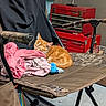 animal, blue_toy, cat, chair, clothing, cozy, cute, folding_chair, fur, garage, indoor, kitten, orange_cat, pet, pink_clothes, red_toolbox, resting, sleeping, toolbox, warning_sticker