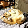 cat, orange_cat, white_cat, towel, folding_chair, camo_pattern, indoor, pet, animal, relaxed, curious, fur, paw, tail, face, whiskers, green_eyes, resting, cozy, furniture