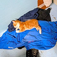 Charlotte joined the competition — help win amazing prizes! kitten, cat, orange_cat, sleeping, clothes, pile, blue_clothes, black_clothes, floor, sneaker, black_shoe, indoor, pet, fur, resting, small_animal, cozy, casual, laundry, domestic