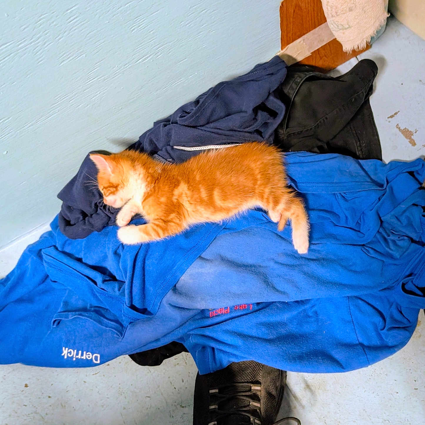 Charlotte joined the competition — help win amazing prizes! kitten, cat, orange_cat, sleeping, clothes, pile, blue_clothes, black_clothes, floor, sneaker, black_shoe, indoor, pet, fur, resting, small_animal, cozy, casual, laundry, domestic