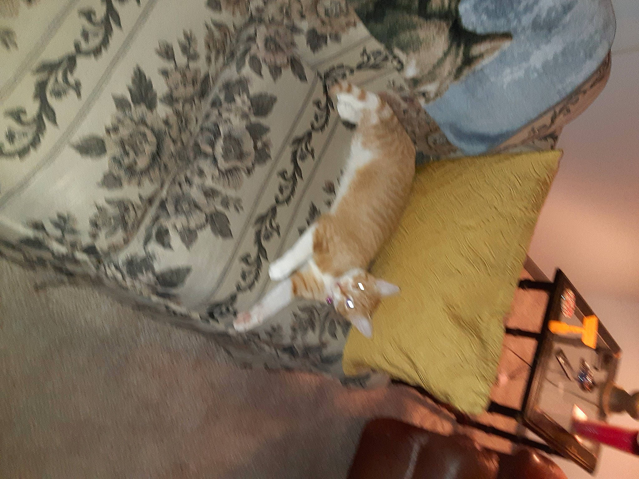 Ruby joined the competition — help win amazing prizes! cat, comfort, domestic_short_haired_cat, fawn, felidae, flooring, foot, fur, hardwood, human_leg, lap, linens, pattern, room, small_to_medium_sized_cats, tail, thigh, visual_arts, whiskers, wood