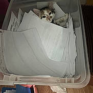 Ivy Diva joined the competition — help win amazing prizes! kitten, cat, paper, bin, container, curious, indoor, clutter, pet, animal, feline, messy, office, home, wood_floor, documents, stack, cute, playful, resting