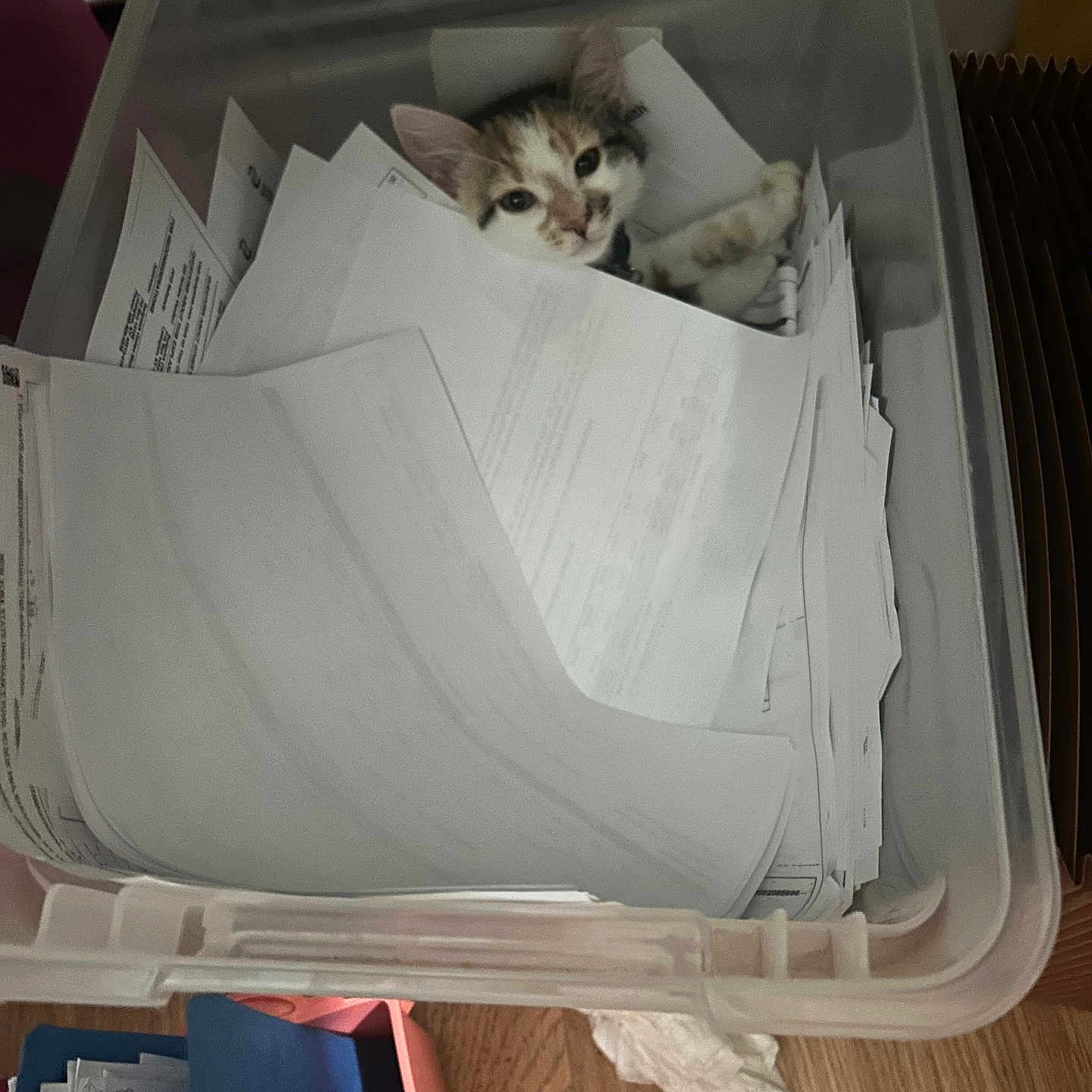 Ivy Diva joined the competition — help win amazing prizes! animal, bin, cat, clutter, container, curious, cute, documents, feline, home, indoor, kitten, messy, office, paper, pet, playful, resting, stack, wood_floor