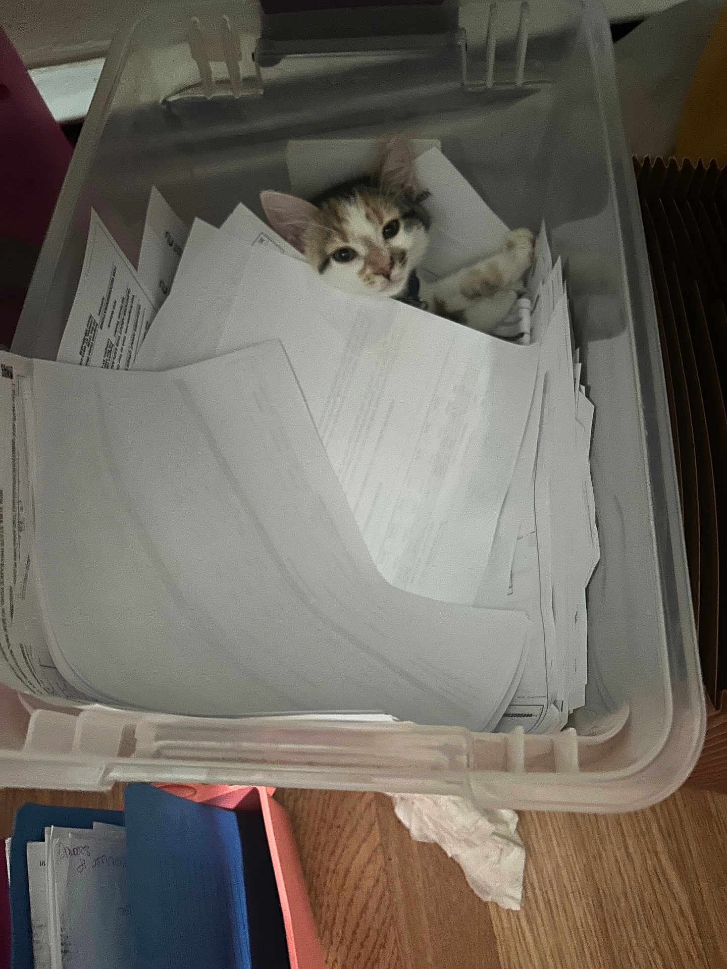 Ivy Diva joined the competition — help win amazing prizes! kitten, cat, paper, bin, container, curious, indoor, clutter, pet, animal, feline, messy, office, home, wood_floor, documents, stack, cute, playful, resting