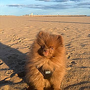 Ava participe au concours pour gagner de l'argent avec cette photo : dog, pomeranian, puppy, beach, sand, sunlight, shadow, harness, fluffy, cute, outdoor, pet, animal, brown, small, sitting, daylight, nature, sky, clouds