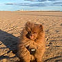 dog, pomeranian, puppy, beach, sand, sunlight, shadow, harness, fluffy, cute, outdoor, pet, animal, brown, small, sitting, daylight, nature, sky, clouds