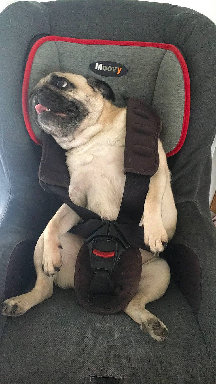 Galine participe au concours pour gagner de l'argent avec cette photo : auto_part, canidae, car_seat, car_seat_cover, carnivore, collar, comfort, companion_dog, dog, dog_breed, dog_collar, family_car, fawn, motor_vehicle, pug, snout, sporting_group, thigh, toy_dog, working_animal