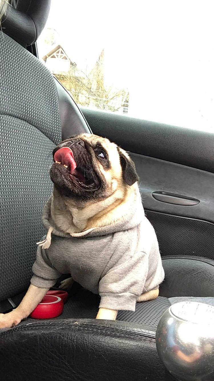 Galine participe au concours pour gagner de l'argent avec cette photo : auto_part, automotive_design, automotive_exterior, automotive_tire, carnivore, collar, companion_dog, dog, dog_breed, eyewear, fawn, grass, motor_vehicle, pug, snout, sporting_group, sunglasses, toy_dog, vehicle, vehicle_door