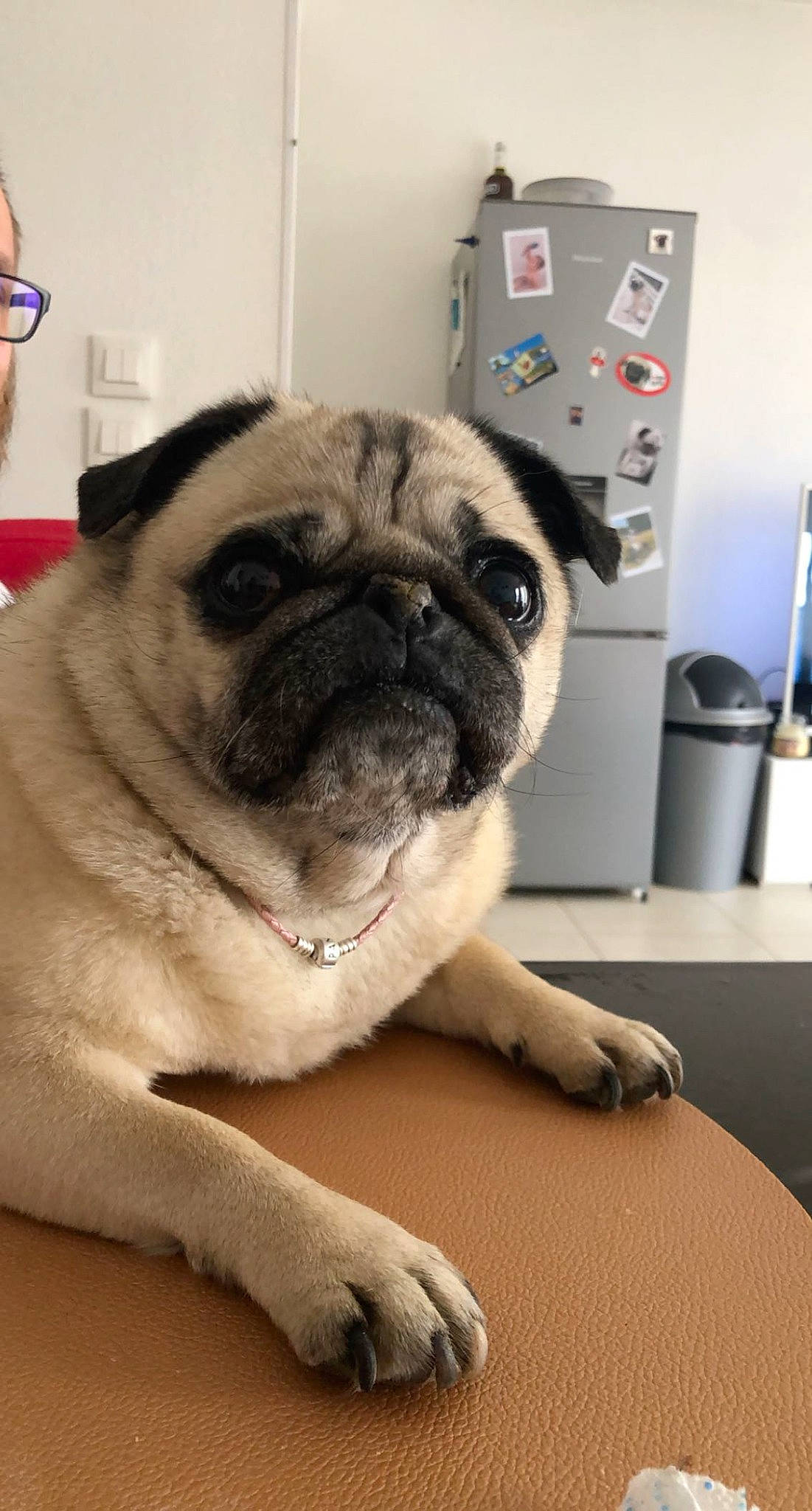 Galine a rejoint le concours — aidez-le/la à gagner de superbes lots ! carnivore, companion_dog, dog, dog_breed, fawn, flooring, fur, non_sporting_group, pug, snout, sporting_group, terrestrial_animal, toy_dog, whiskers, working_animal, wrinkle