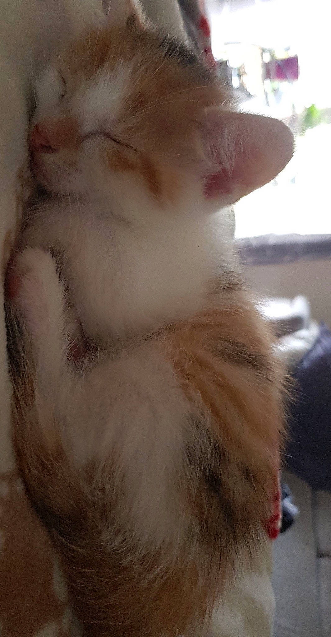 Lexa a rejoint le concours — aidez-le/la à gagner de superbes lots ! carnivore, cat, claw, domestic_short_haired_cat, ear, fawn, felidae, fur, paw, small_to_medium_sized_cats, snout, tail, whiskers, window