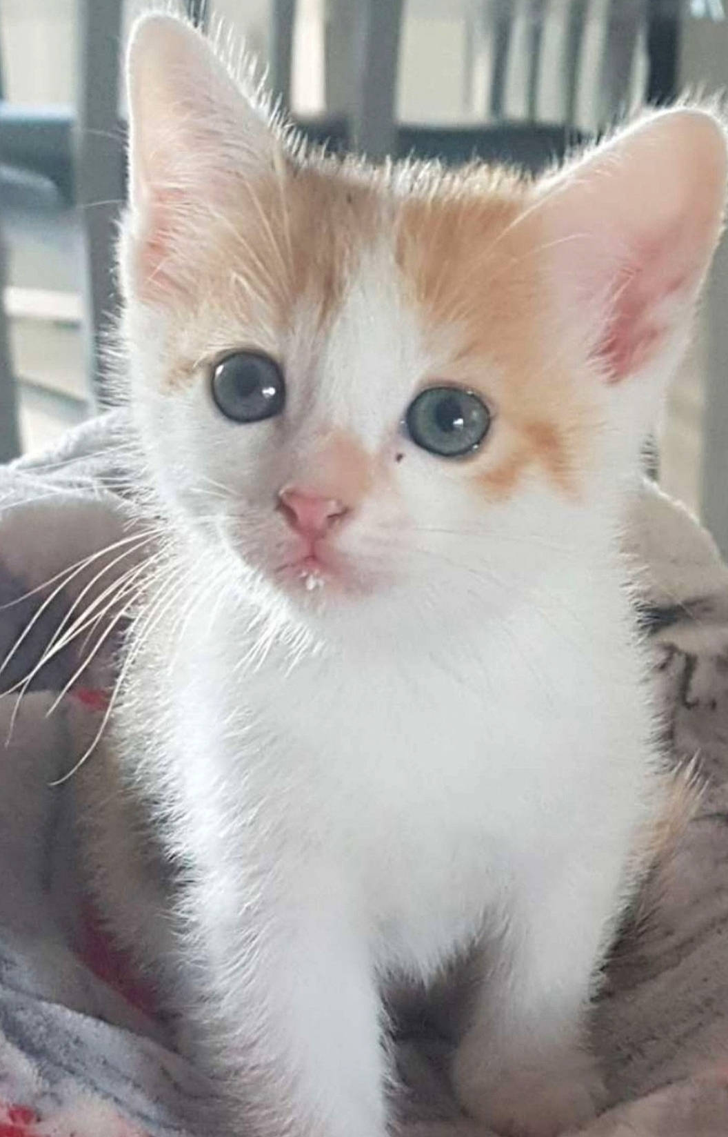 Lexa a rejoint le concours — aidez-le/la à gagner de superbes lots ! carnivore, cat, claw, domestic_short_haired_cat, ear, eye, eyebrow, fawn, felidae, fur, head, iris, paw, pet_supply, small_to_medium_sized_cats, snout, tail, terrestrial_animal, whiskers