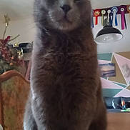 Nikai a rejoint le concours — aidez-le/la à gagner de superbes lots ! animal, cat, close_up, cozy, cute, decorations, domestic_animal, feline, fluffy, furniture, gray_cat, home, indoor, meditative, peaceful, pet, portrait, ribbons, sitting, table