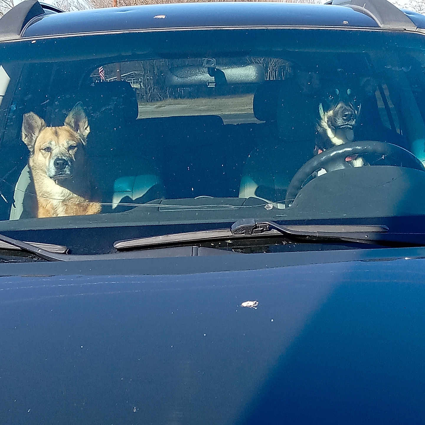 Bea And Daisy joined the competition — help win amazing prizes! adult, animal, bulldog, canine, car, dog, female, fox, germanshepherd, kitfox, machine, person, pet, policedog, puppy, transportation, vehicle, wheel, windshield, woman