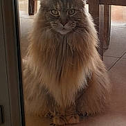 Oprah participe au concours pour gagner de l'argent avec cette photo : animal, calm, cat, domestic, eyes, face, fluffy, furniture, glass_door, indoor, long_hair, looking, paws, pet, portrait, sitting, tile_floor, whiskers, window, wood